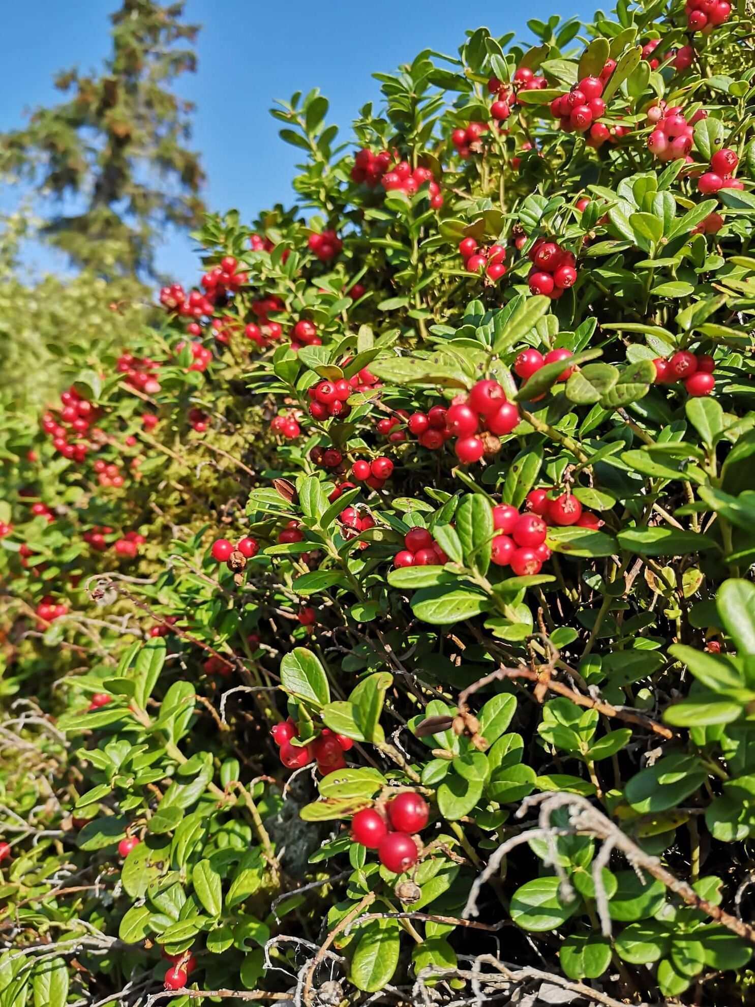 298682424_636082367671354_3569058324540257784_n (2) 298682424_636082367671354_3569058324540257784_n (2)