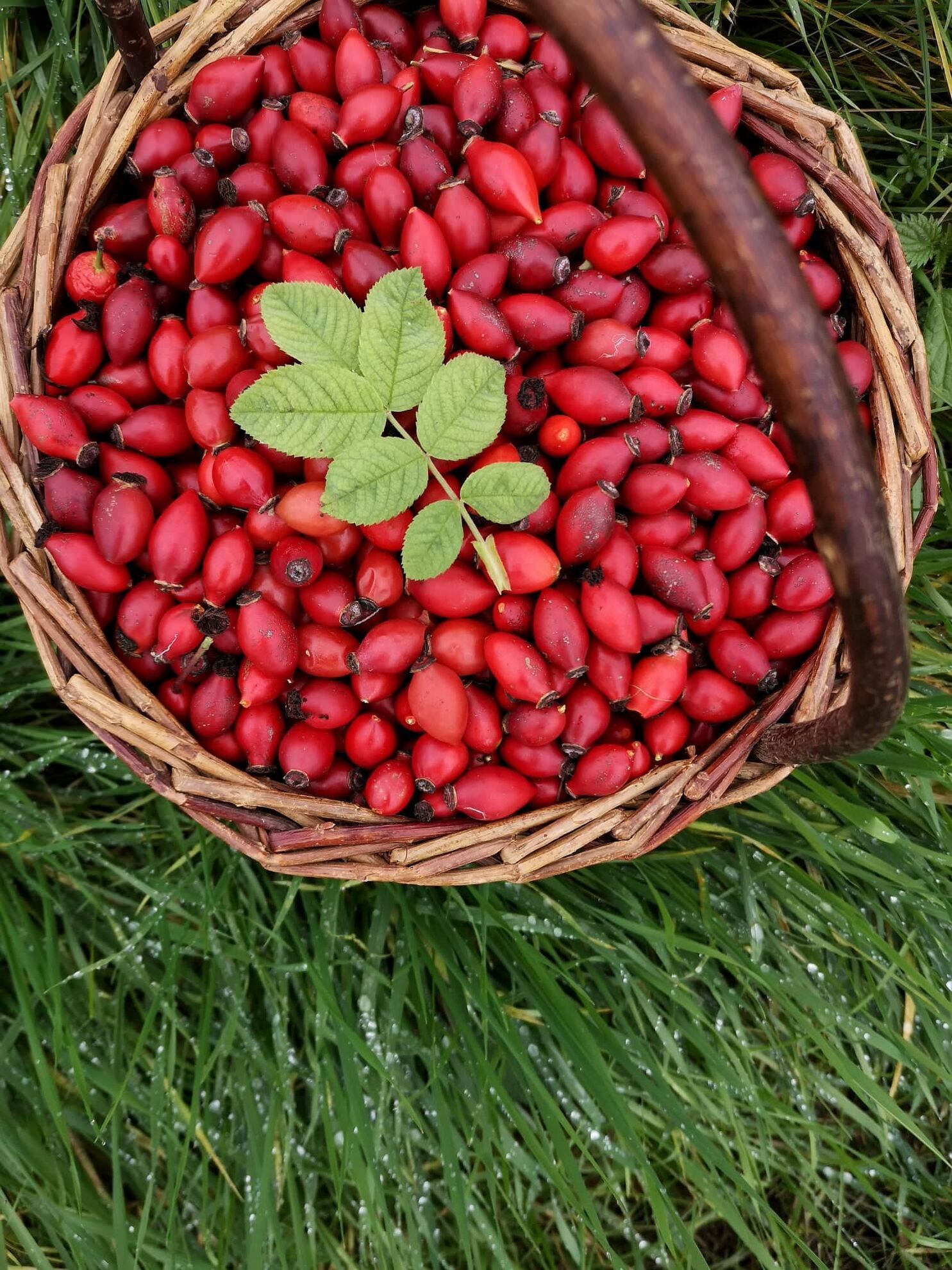 298695609_3505441636349823_5309919438466477595_n (3) 298695609_3505441636349823_5309919438466477595_n (3)