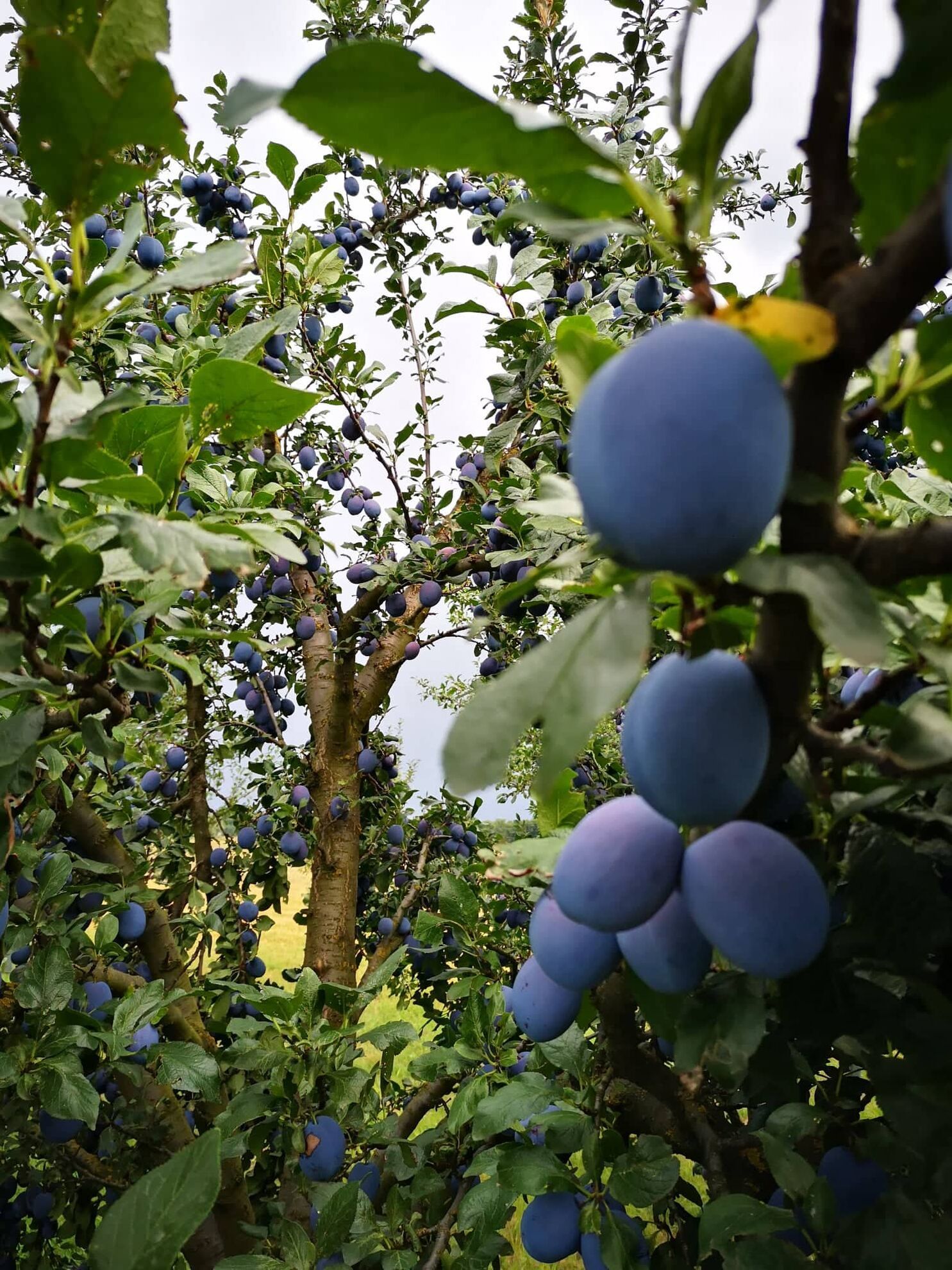 298755408_1470589273412516_8111349193787409830_n (2)