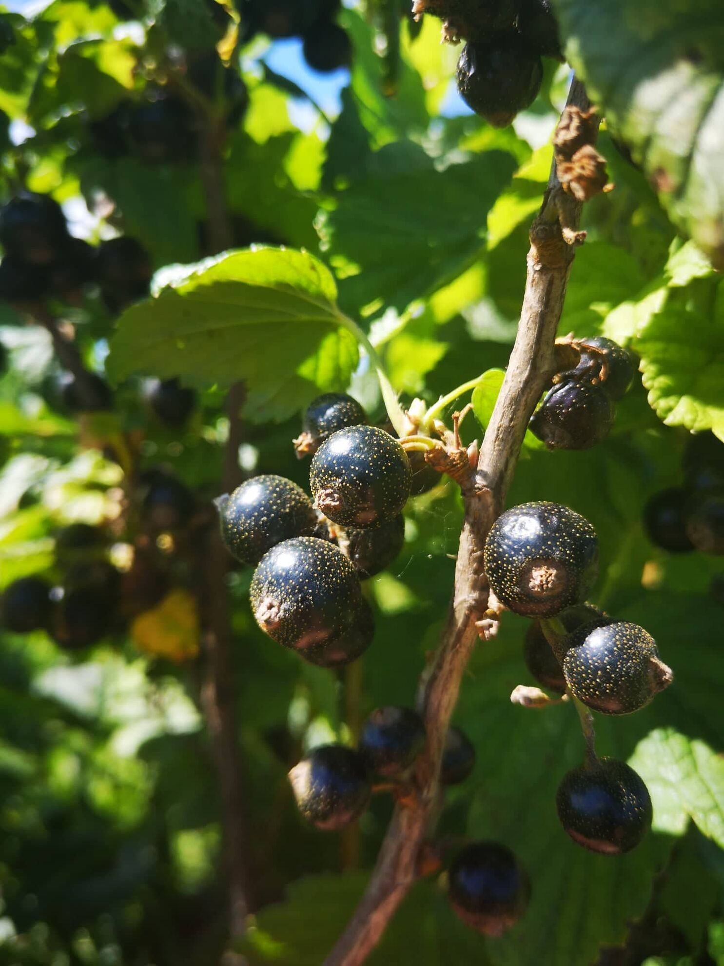 298883292_1419795368516570_7557430140976326972_n (2)