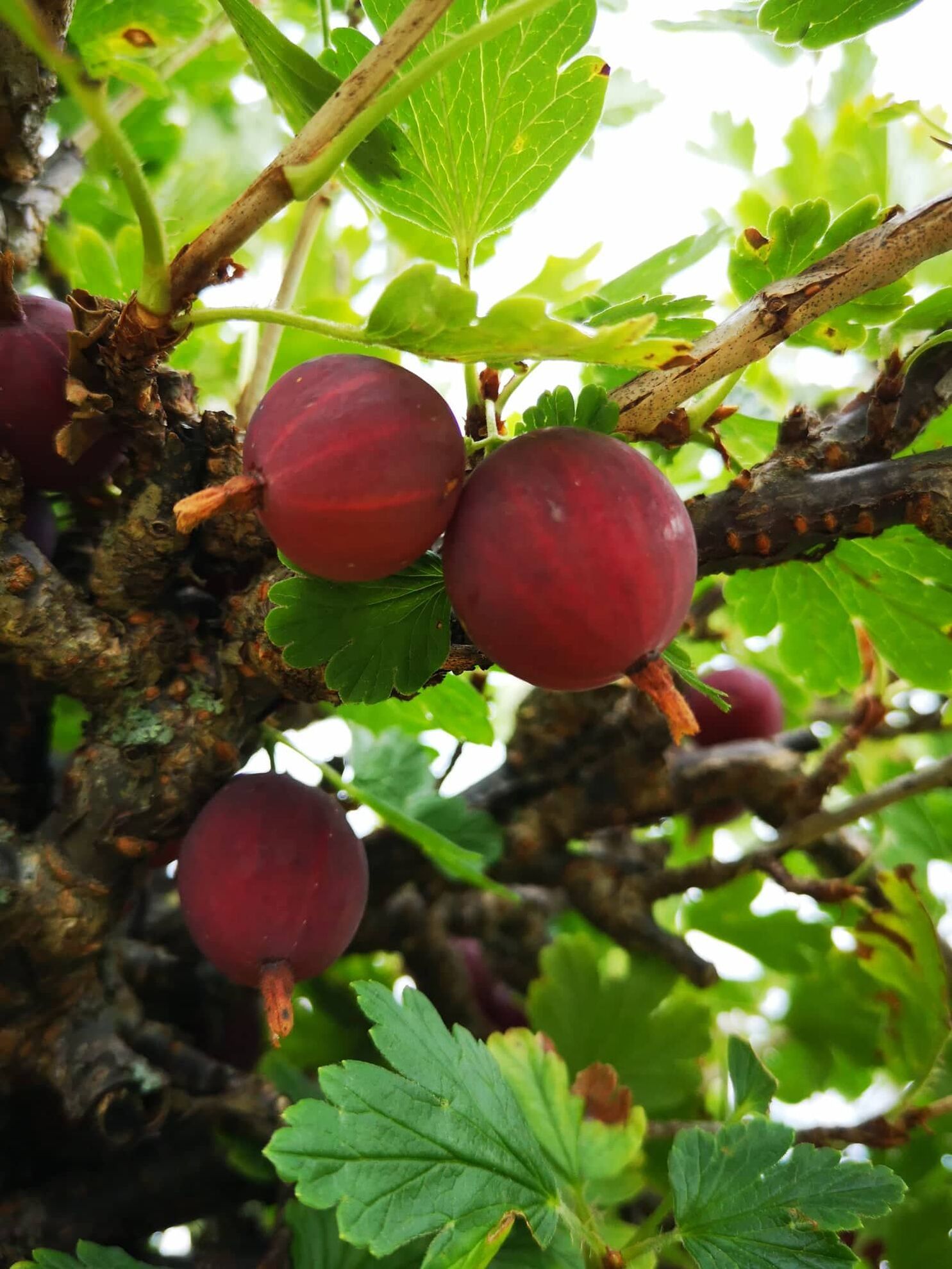 298921708_794002288287039_7480726242782531324_n