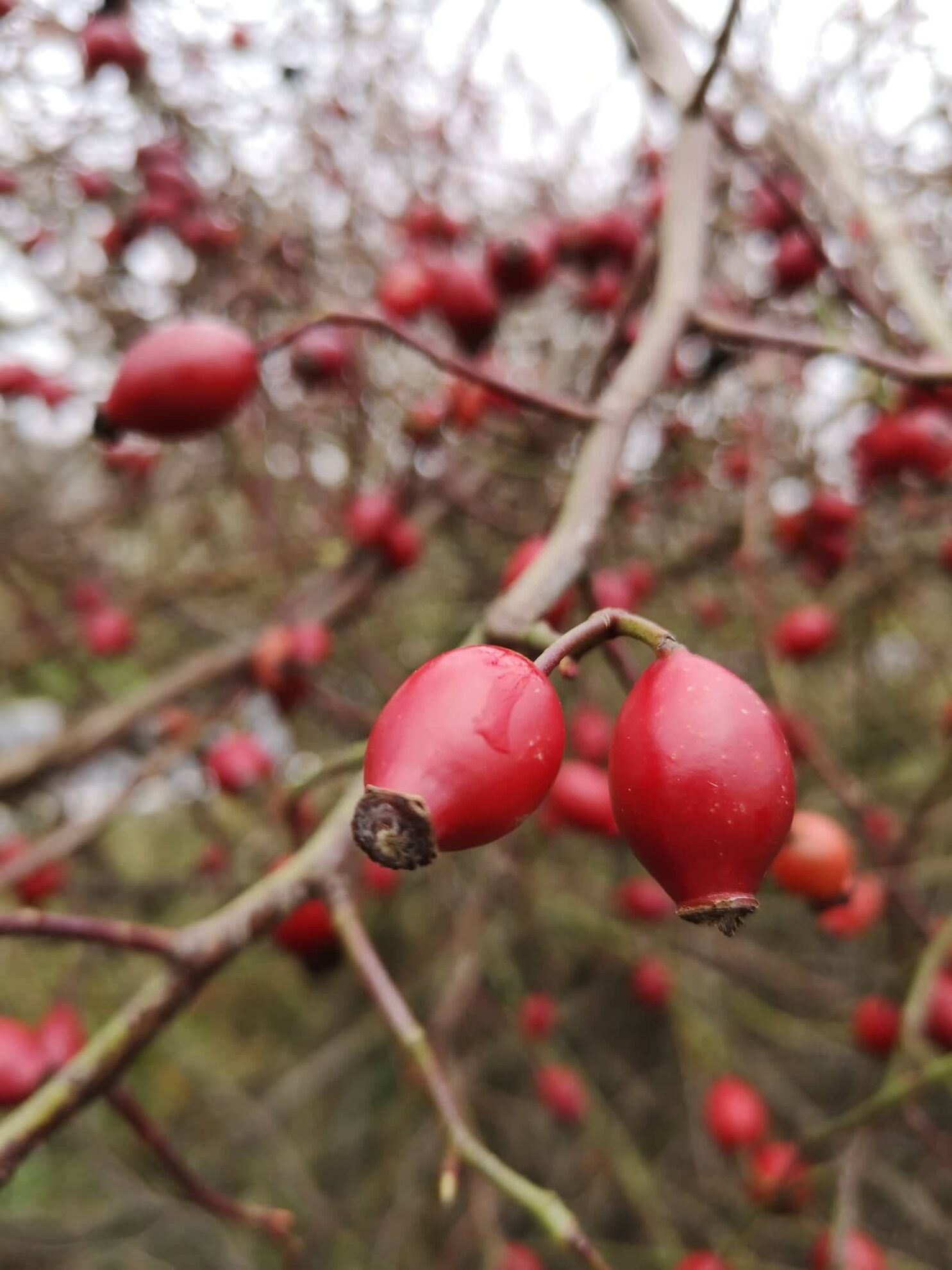 299046620_423169009845154_521964640692791158_n (2)