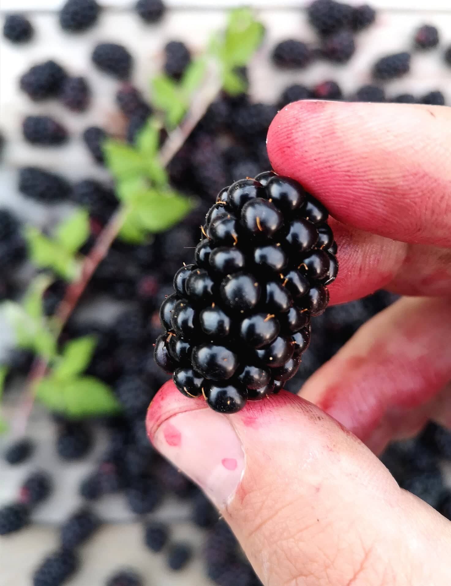 299172355_432906892222631_8959889792201711115_n (2)