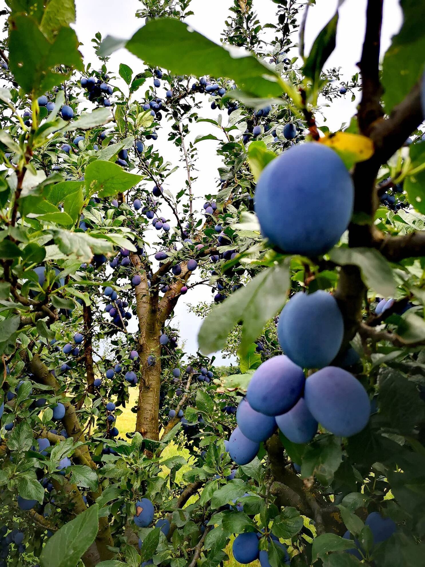 299174509_633476838369390_1961189148392385636_n (1)