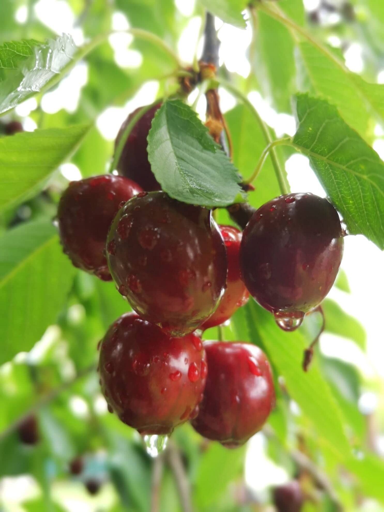 299829761_1636962413372133_4265085909531738458_n