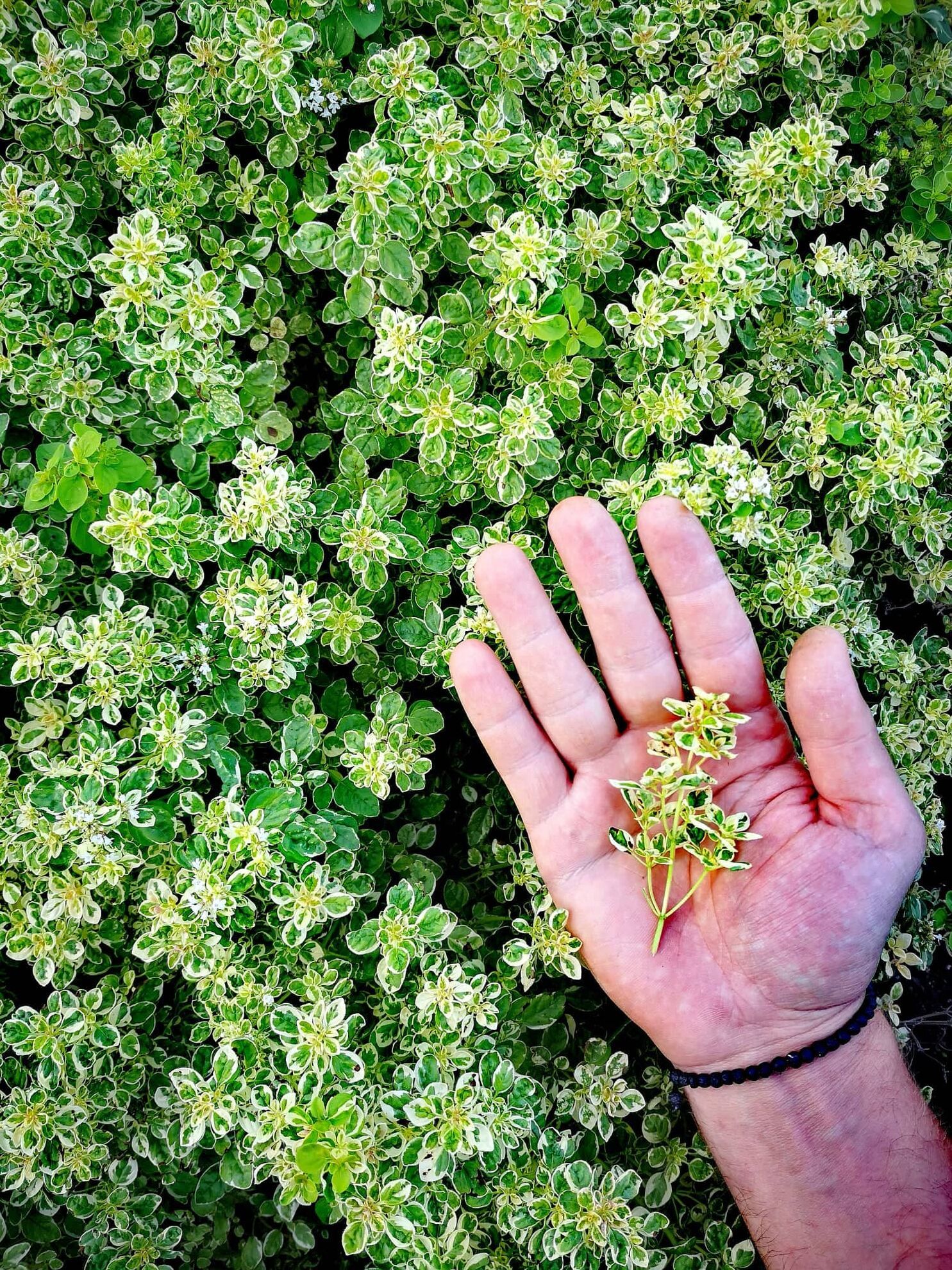 305096102_403957281844231_6544450145999384326_n (1)