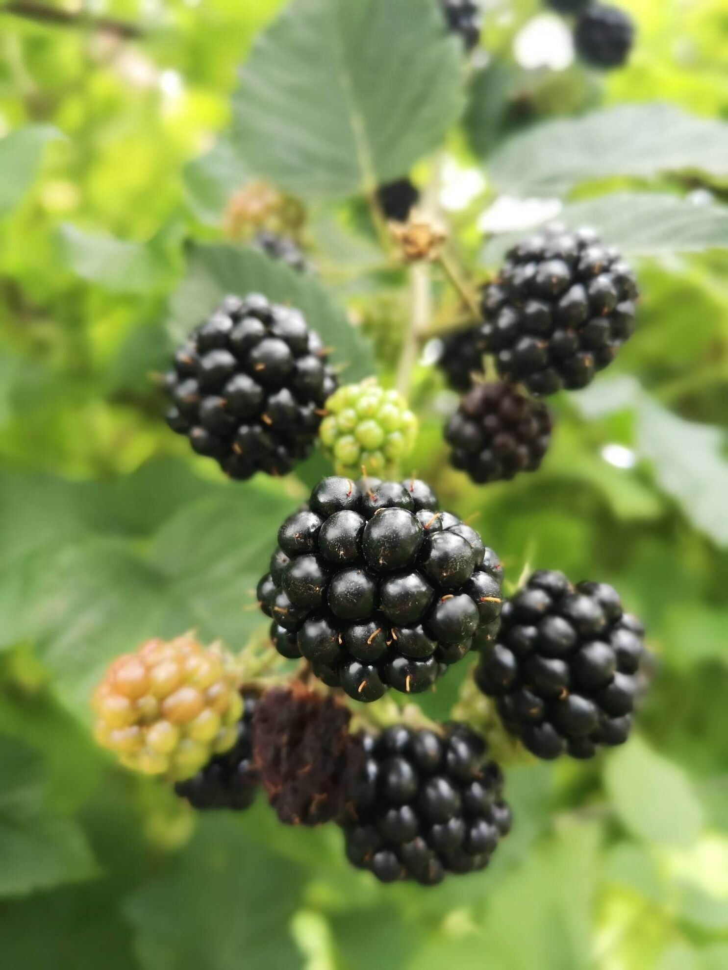 310887678_1763882113975086_7347297916210205299_n (1)