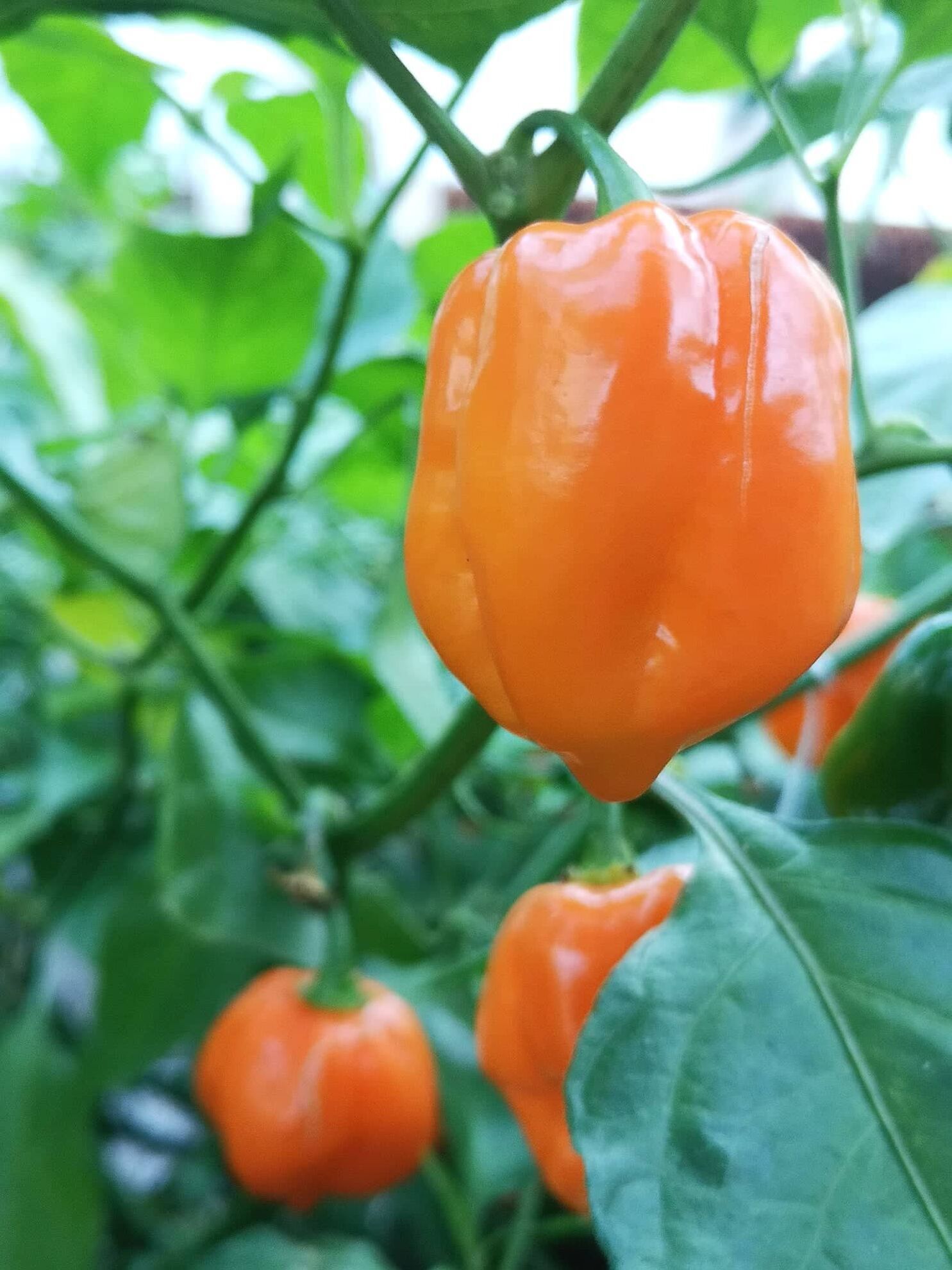 312315179_630232298803538_3799107023811330523_n