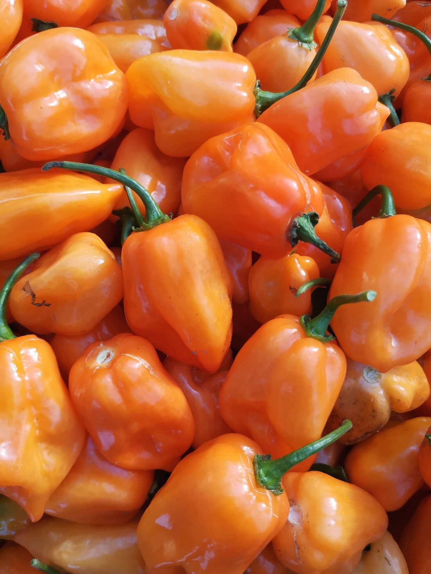 313462117_1136592380580750_4349026651355899367_n