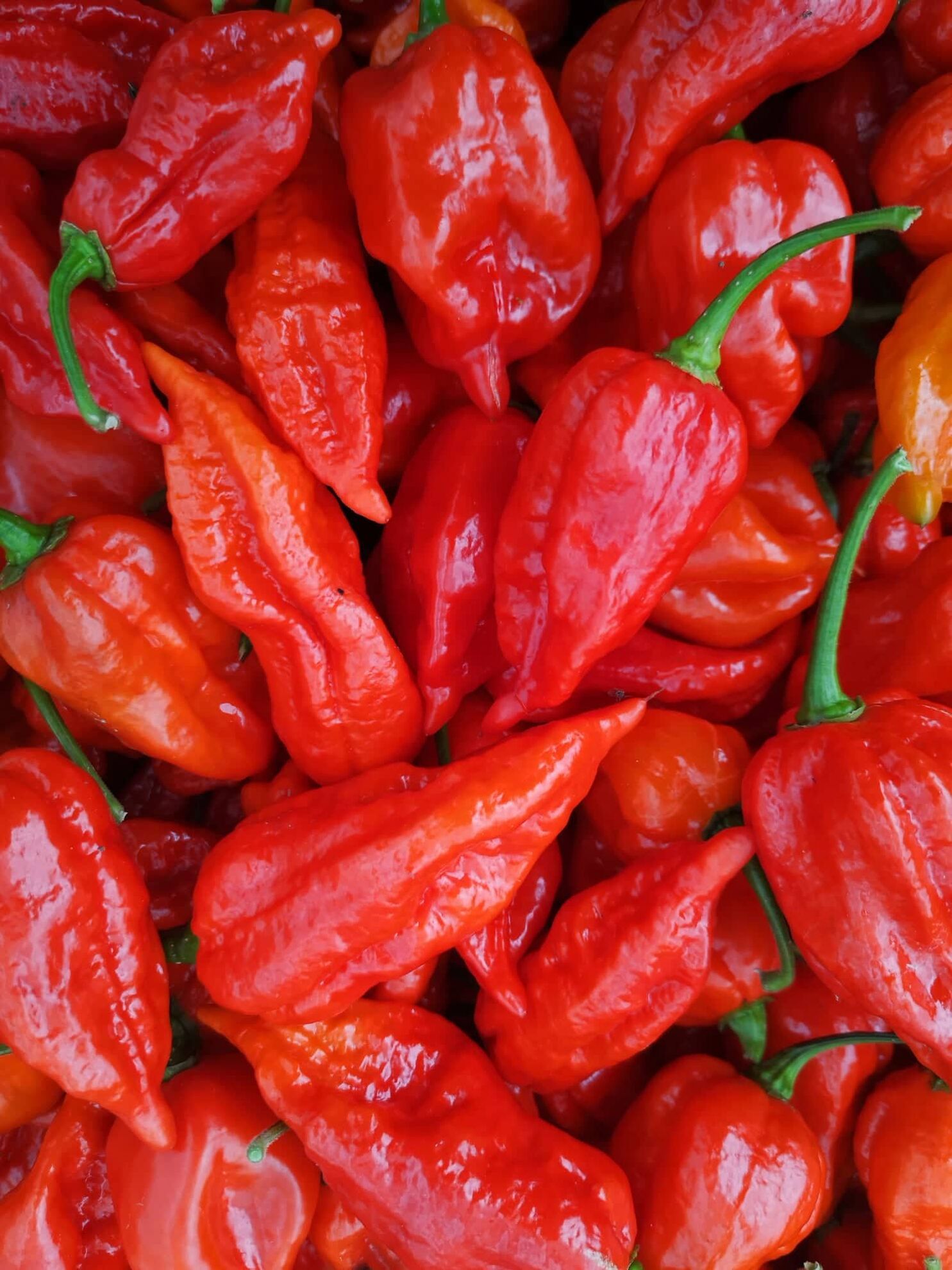 313869060_676311613843911_3454544032500324969_n (2)