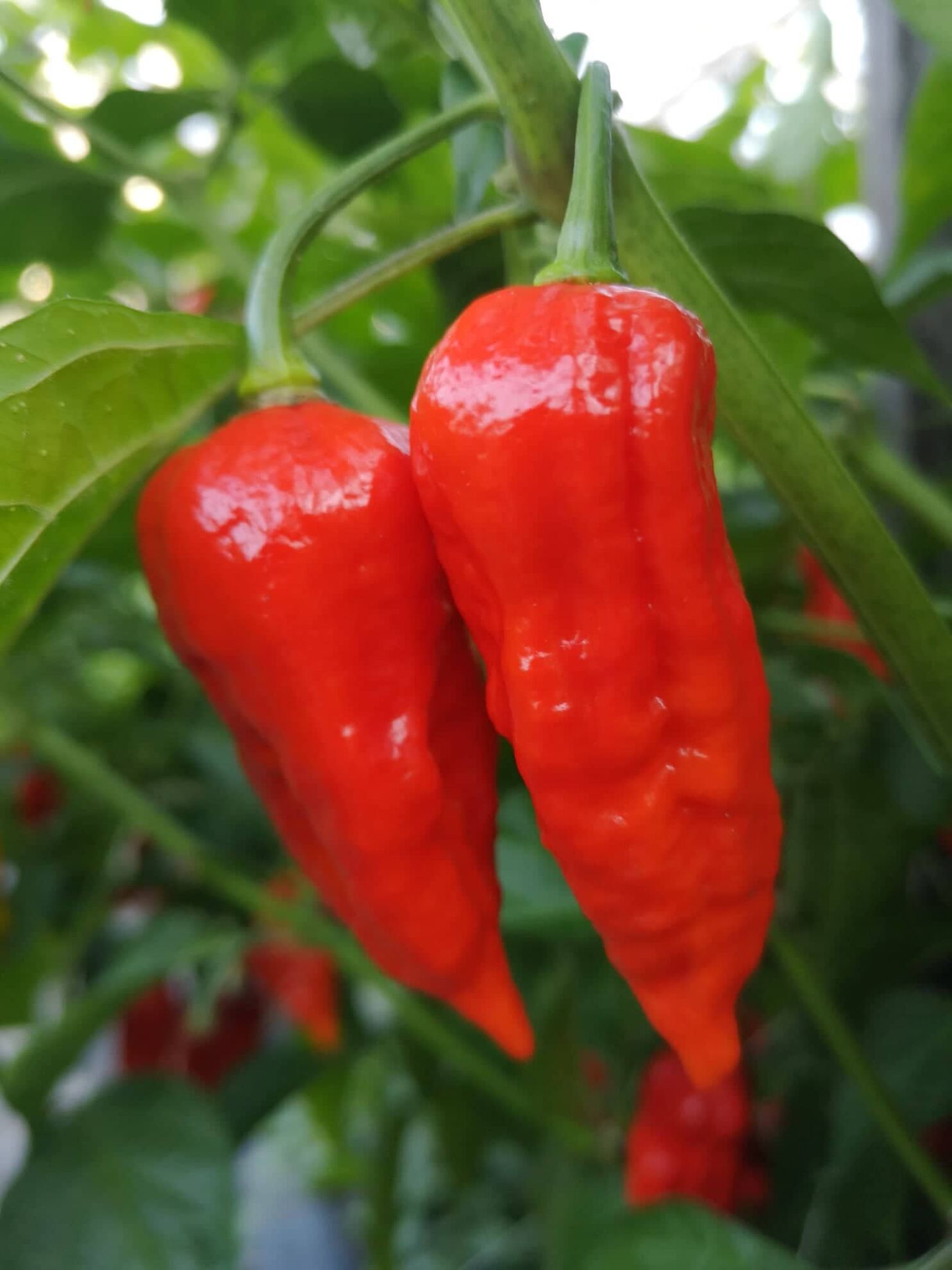 313938157_678156686957579_4912214545761169321_n