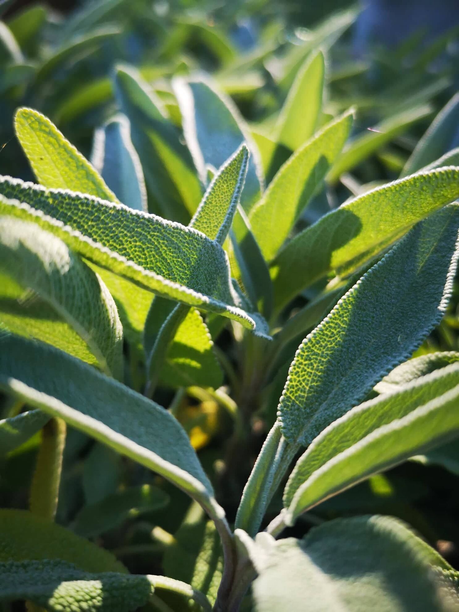 314832273_838762687269898_6297699749499381940_n (1)